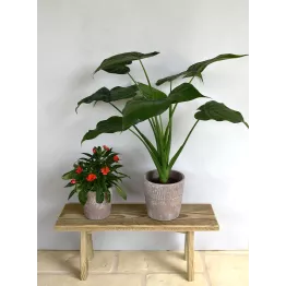 Cache-pot nature en terre cuite taille médium