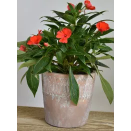 Petit cache-pot beige en terre cuite