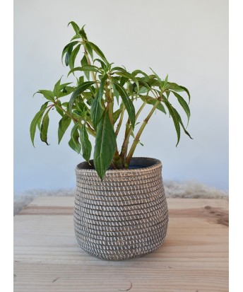 Petit cache-pot en ciment diamètre 16 cm