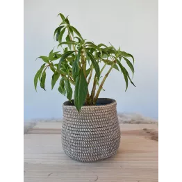 Petit cache-pot en ciment diamètre 16 cm