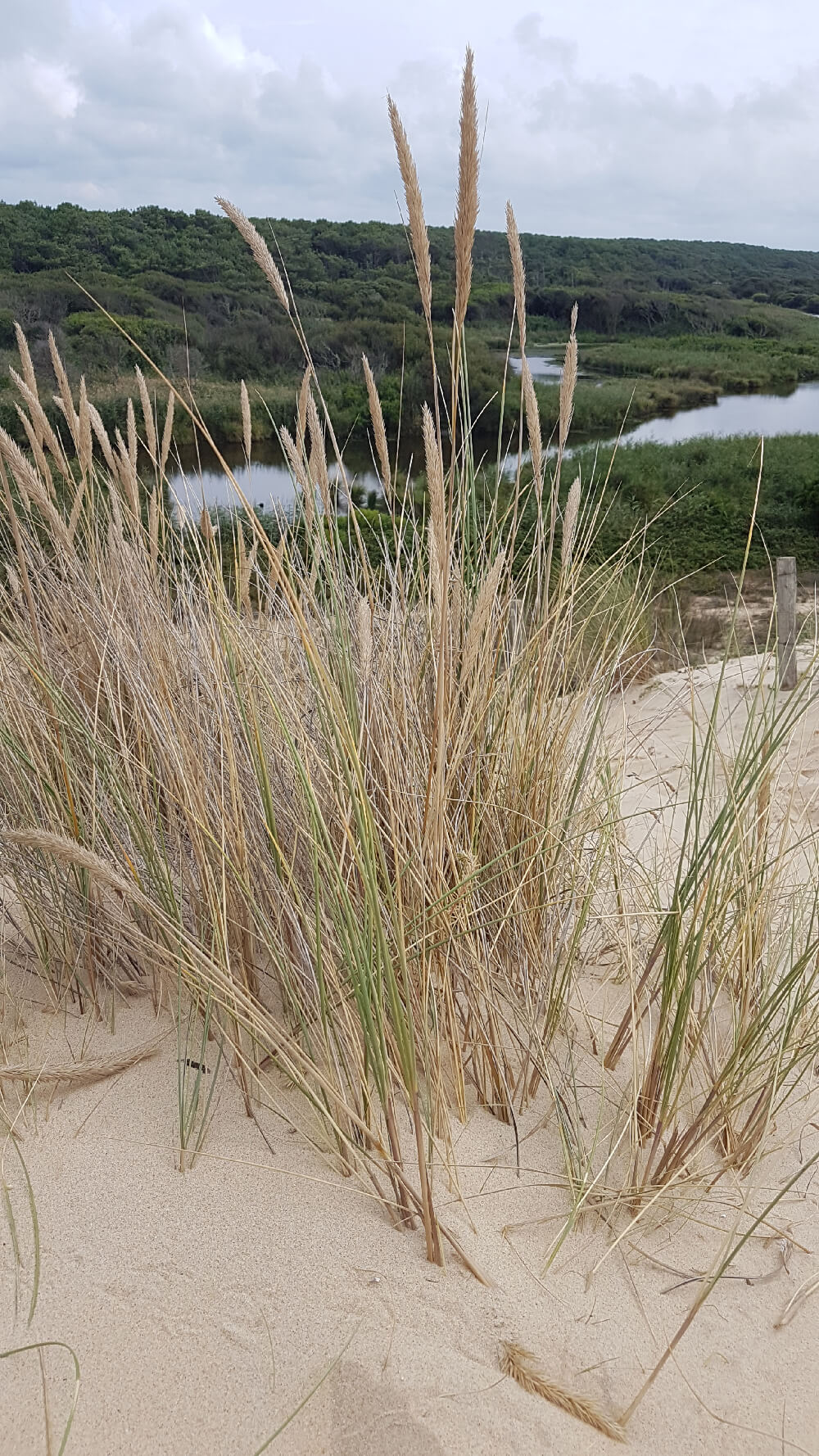 illustration article que faire dans les landes, les dunes