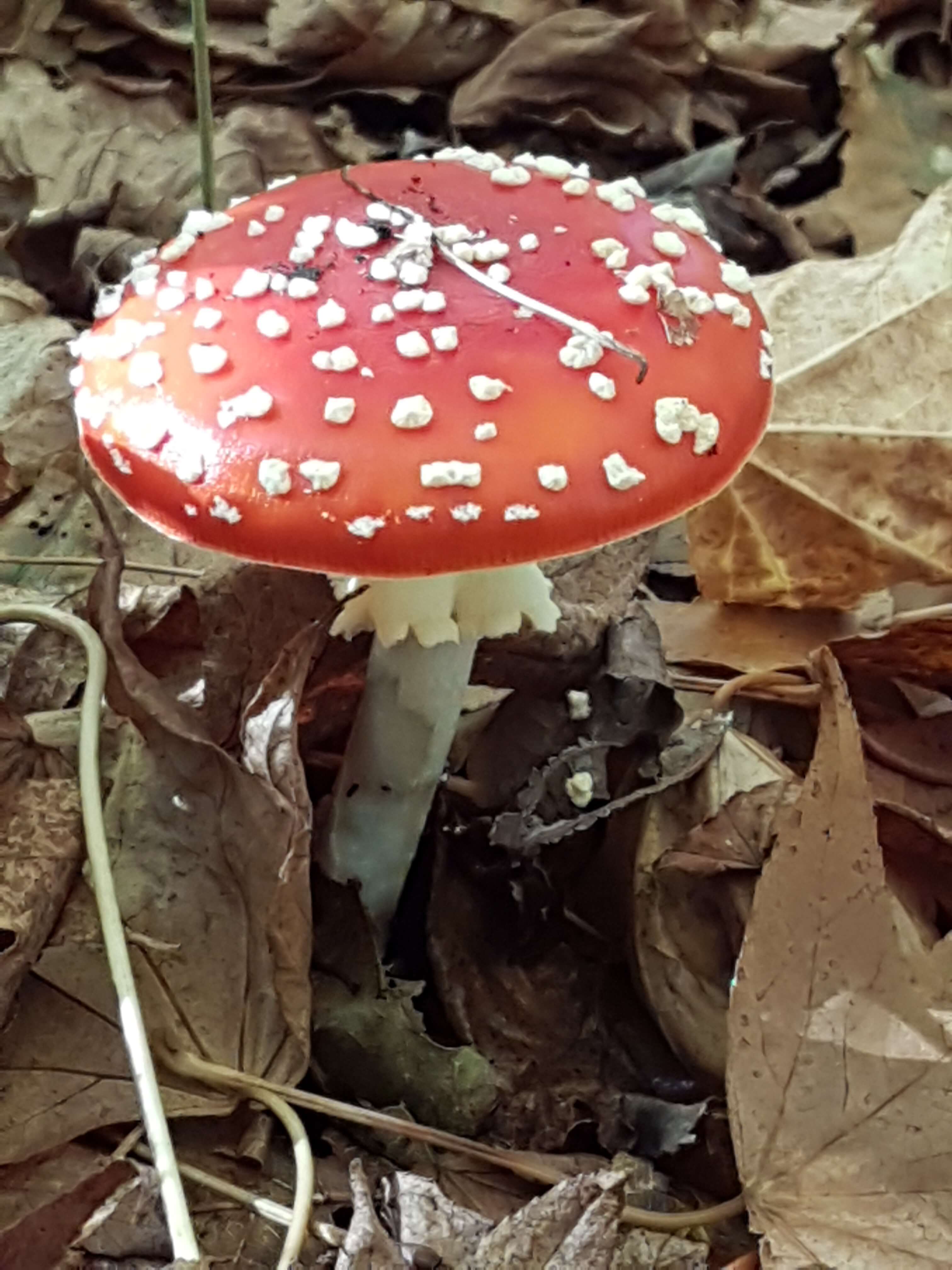 que faire dans les landes, les activités en forêt ne manquent pas