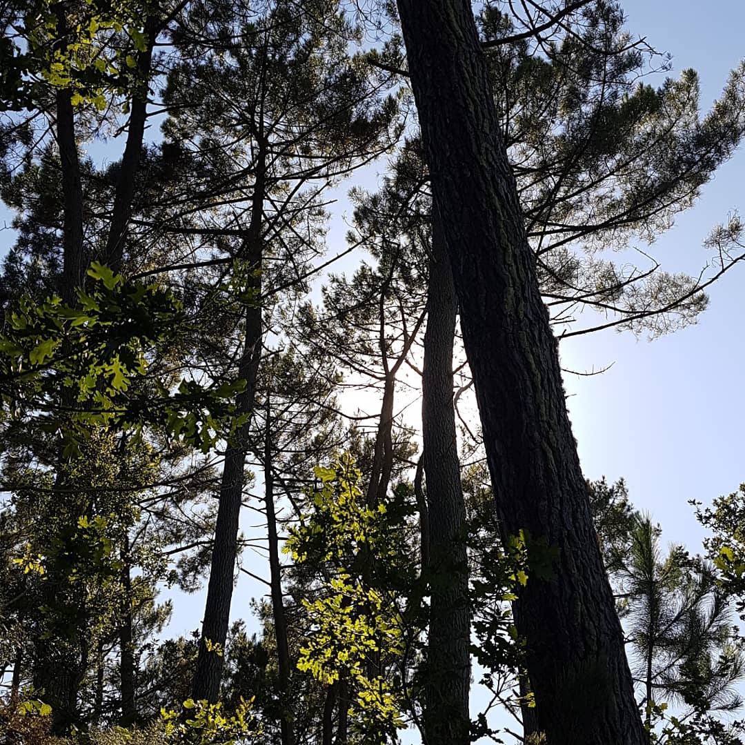 illustration article que faire dans les landes
